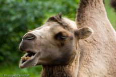 Kamel (34 von 108).jpg